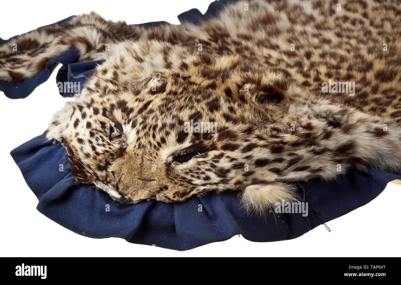 A skin of a snow leopard (Uncia uncia or Panthera uncia), Central Asia, 20th century Beautifully prepared skin of a snow leopard on a blue textile underlay. Slight traces of age, some of the claws are missing. Length 185 cm (including tail), width 112 cm. CITES certificates available. The snow leopard or ounce used to be found in all high mountain regions of Asia, from the Hindu Kush to the Himalaya, at altitudes of up to 6,000 m. Today, the population is endangered everywhere, and the snow leopard is one of the world's scarcest big cats. Thus tr, Additional-Rights-Clearance-Info-Not-Available Stock Photo