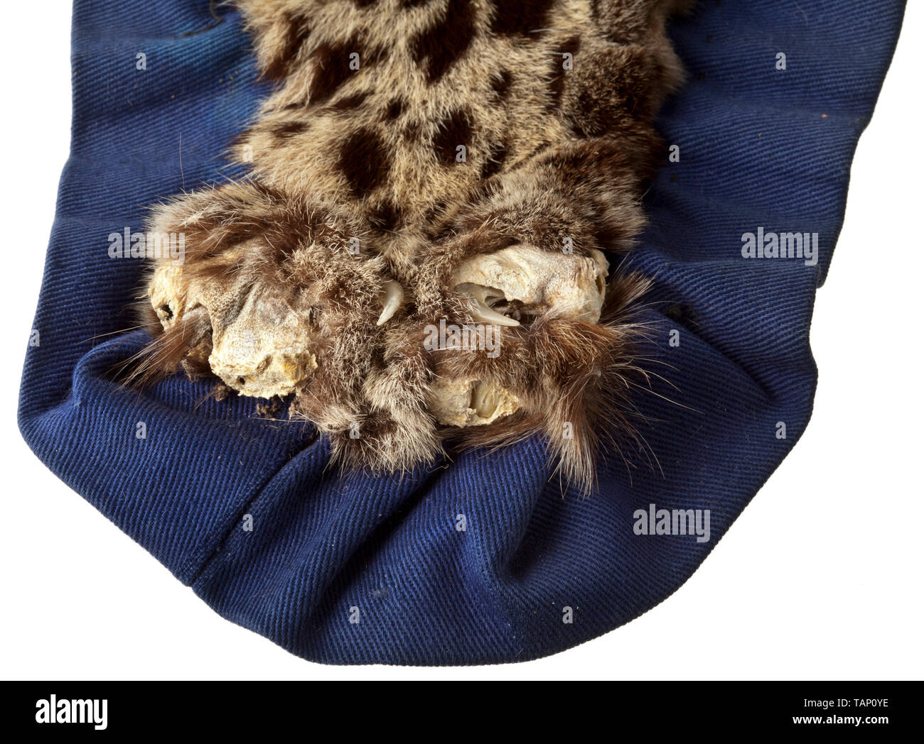 A skin of a snow leopard (Uncia uncia or Panthera uncia), Central Asia, 20th century Beautifully prepared skin of a snow leopard on a blue textile underlay. Slight traces of age, some of the claws are missing. Length 185 cm (including tail), width 112 cm. CITES certificates available. The snow leopard or ounce used to be found in all high mountain regions of Asia, from the Hindu Kush to the Himalaya, at altitudes of up to 6,000 m. Today, the population is endangered everywhere, and the snow leopard is one of the world's scarcest big cats. Thus tr, Additional-Rights-Clearance-Info-Not-Available Stock Photo