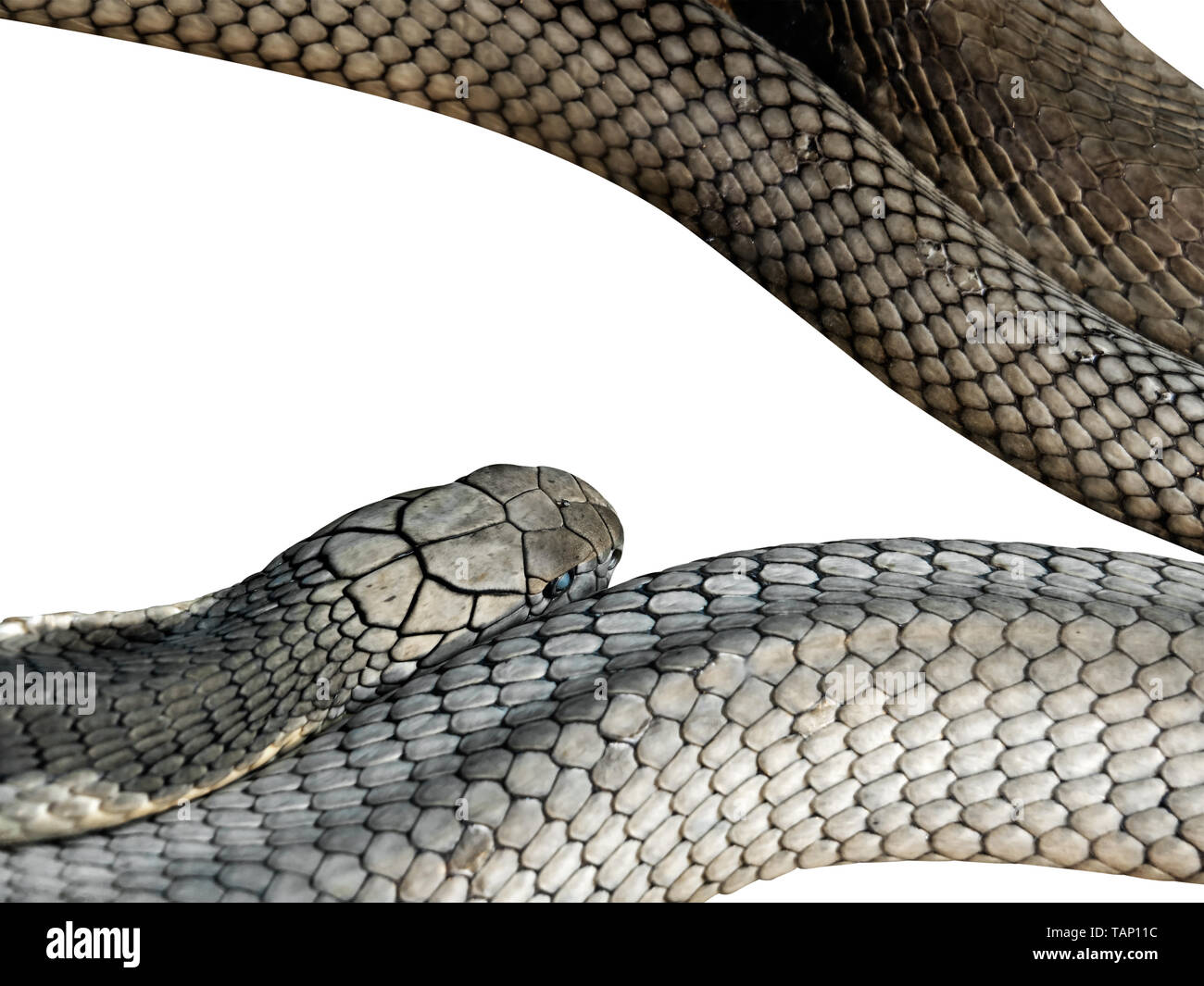 Closeup King Cobra Isolated on White Background, Clipping Path Stock Photo