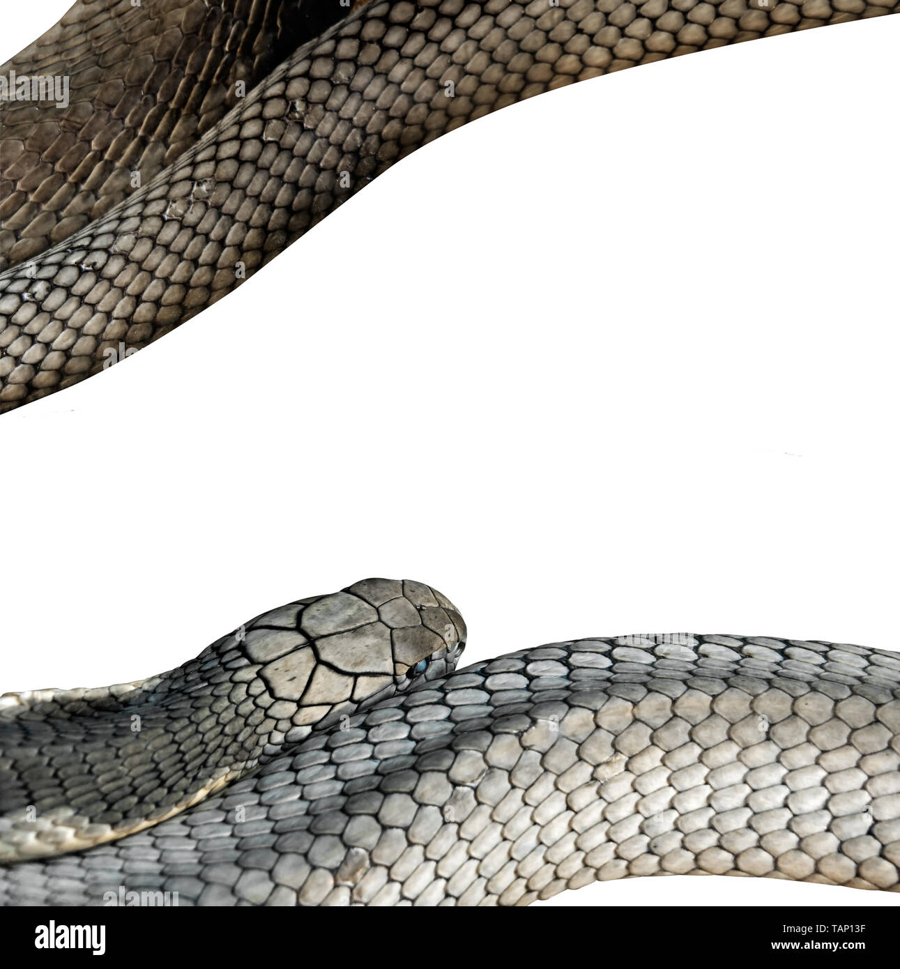 Closeup King Cobra Isolated on White Background, Clipping Path Stock Photo