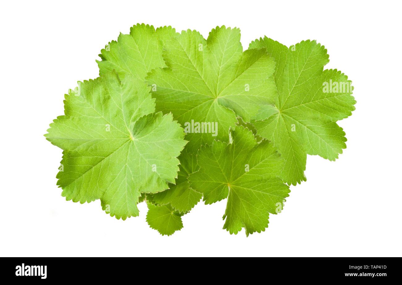 Lady's Mantle leaves  isolated on white Stock Photo