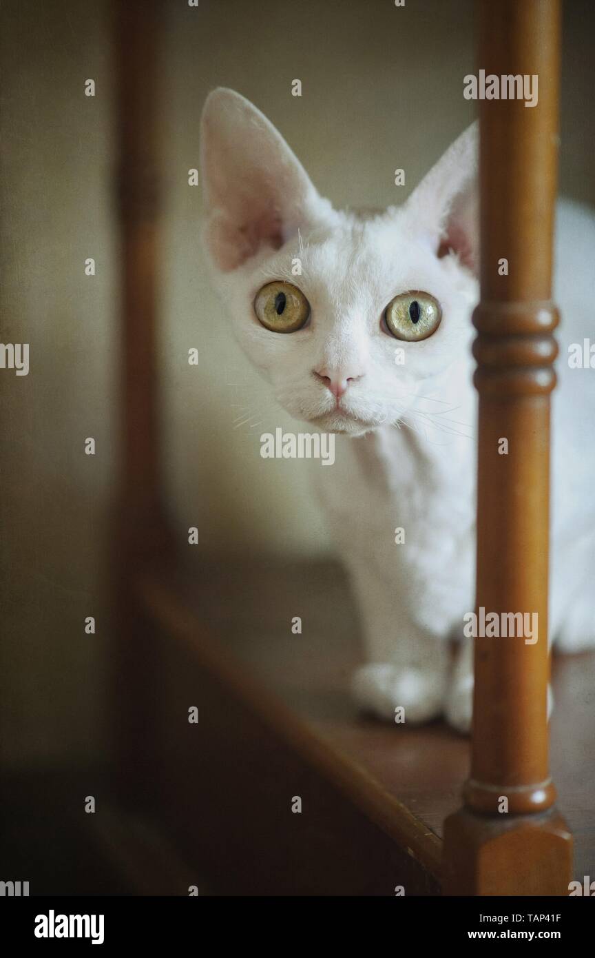 lying Devon Rex Stock Photo