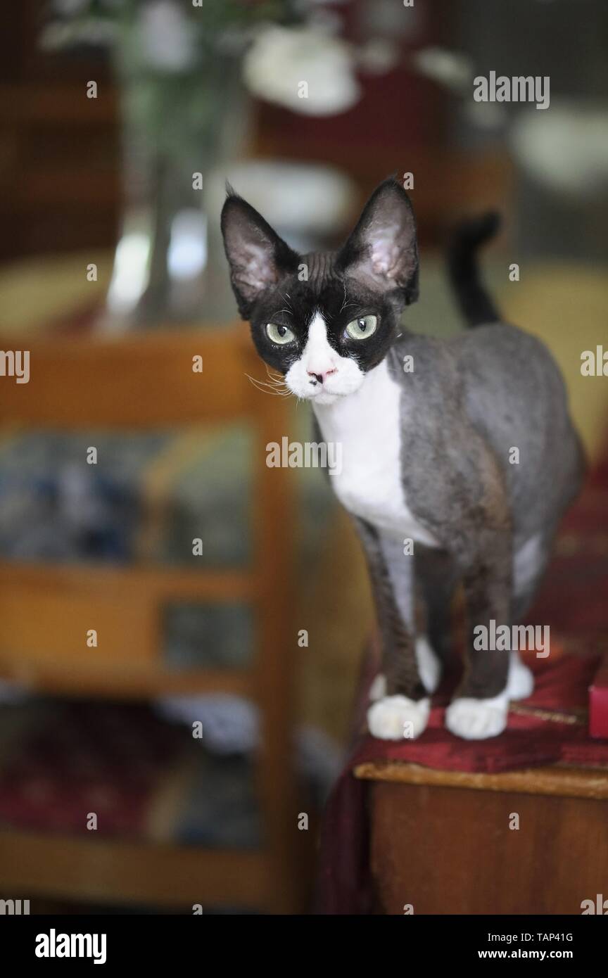 Devon Rex Stock Photo