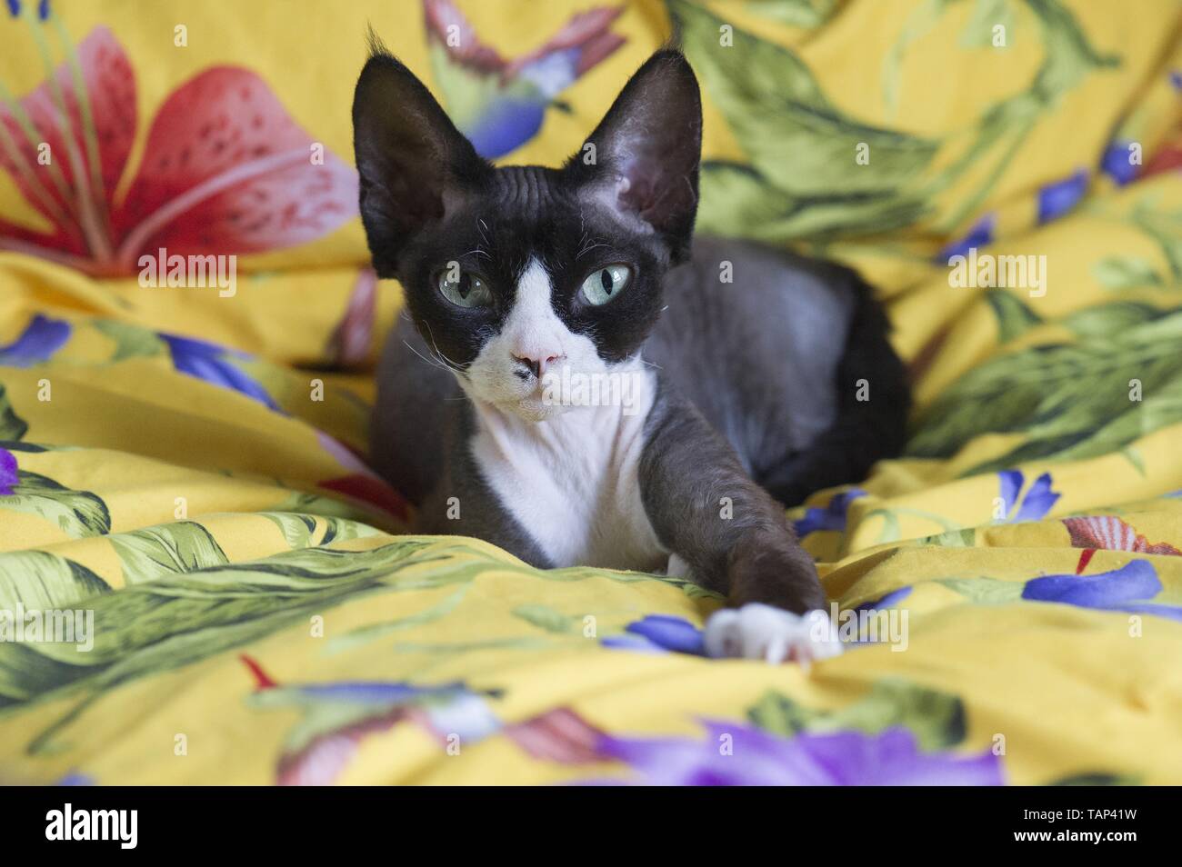 lying Devon Rex Stock Photo