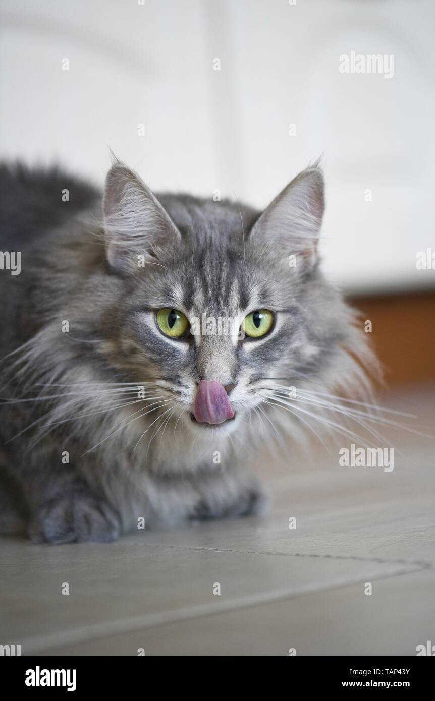 lying Norwegian Forest Cat Stock Photo