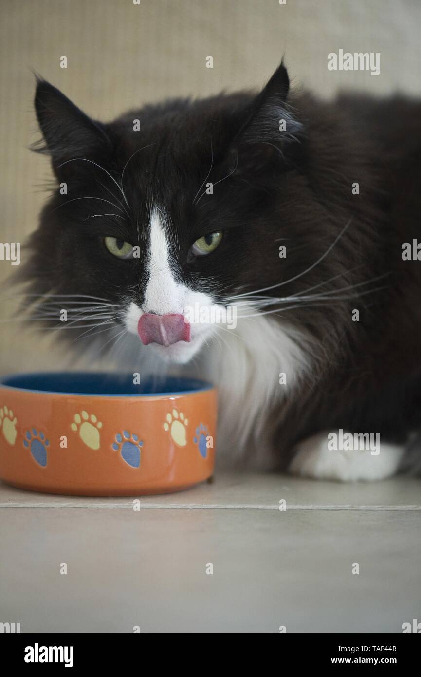 eating Norwegian Forest Cat Stock Photo Alamy