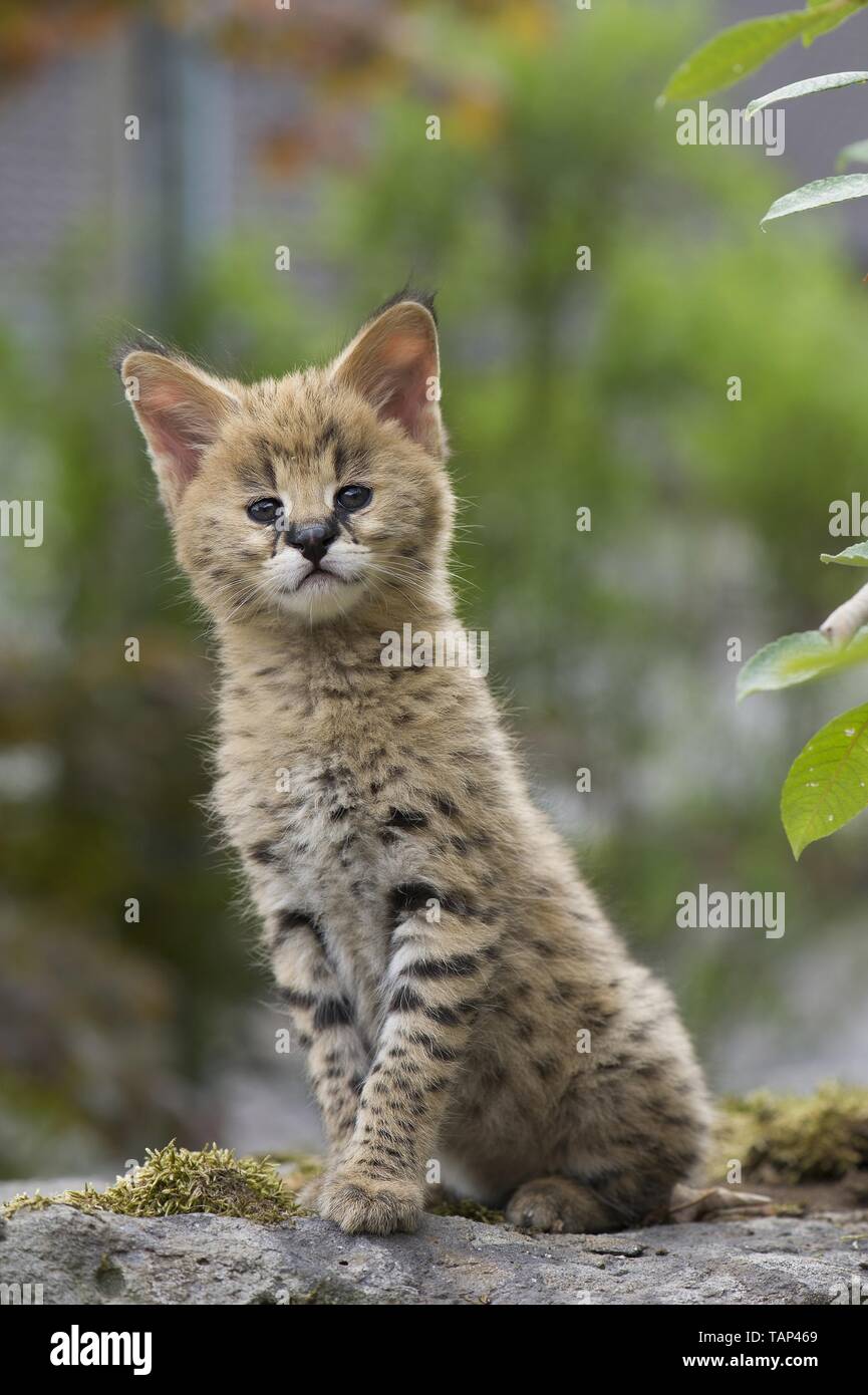 Baby Serval High Resolution Stock Photography And Images Alamy Baby Serval High Resolution Stock Photography And Images Alamy