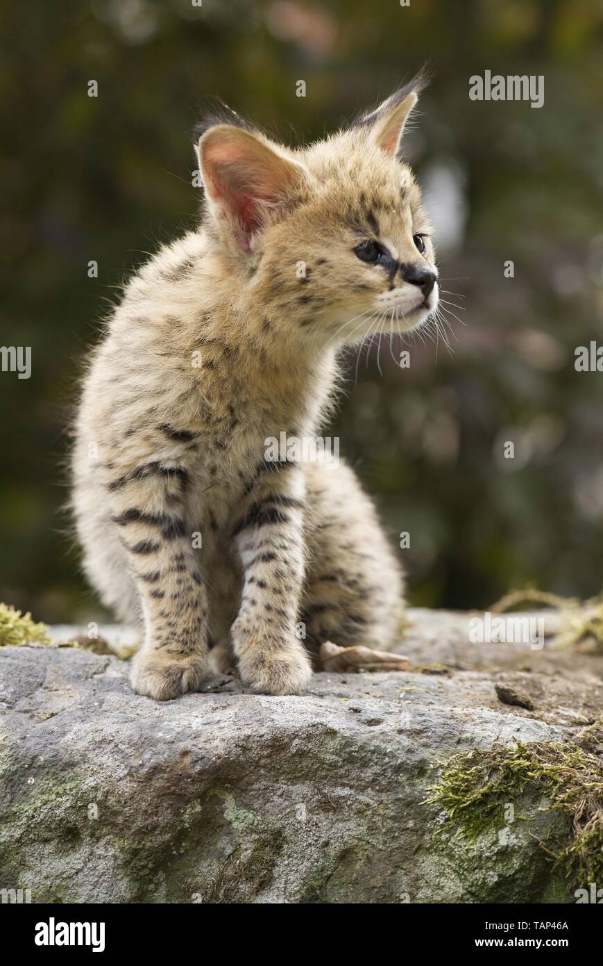Page 2 Baby Serval High Resolution Stock Photography And Images Alamy Page 2 Baby Serval High Resolution Stock Photography And Images Alamy