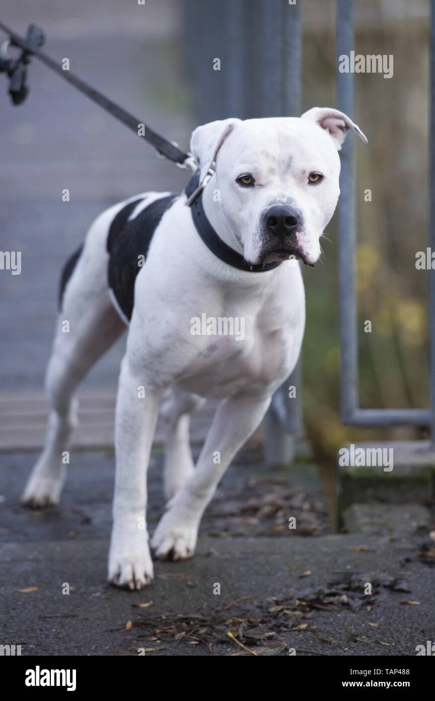 American shop bulldog pulling