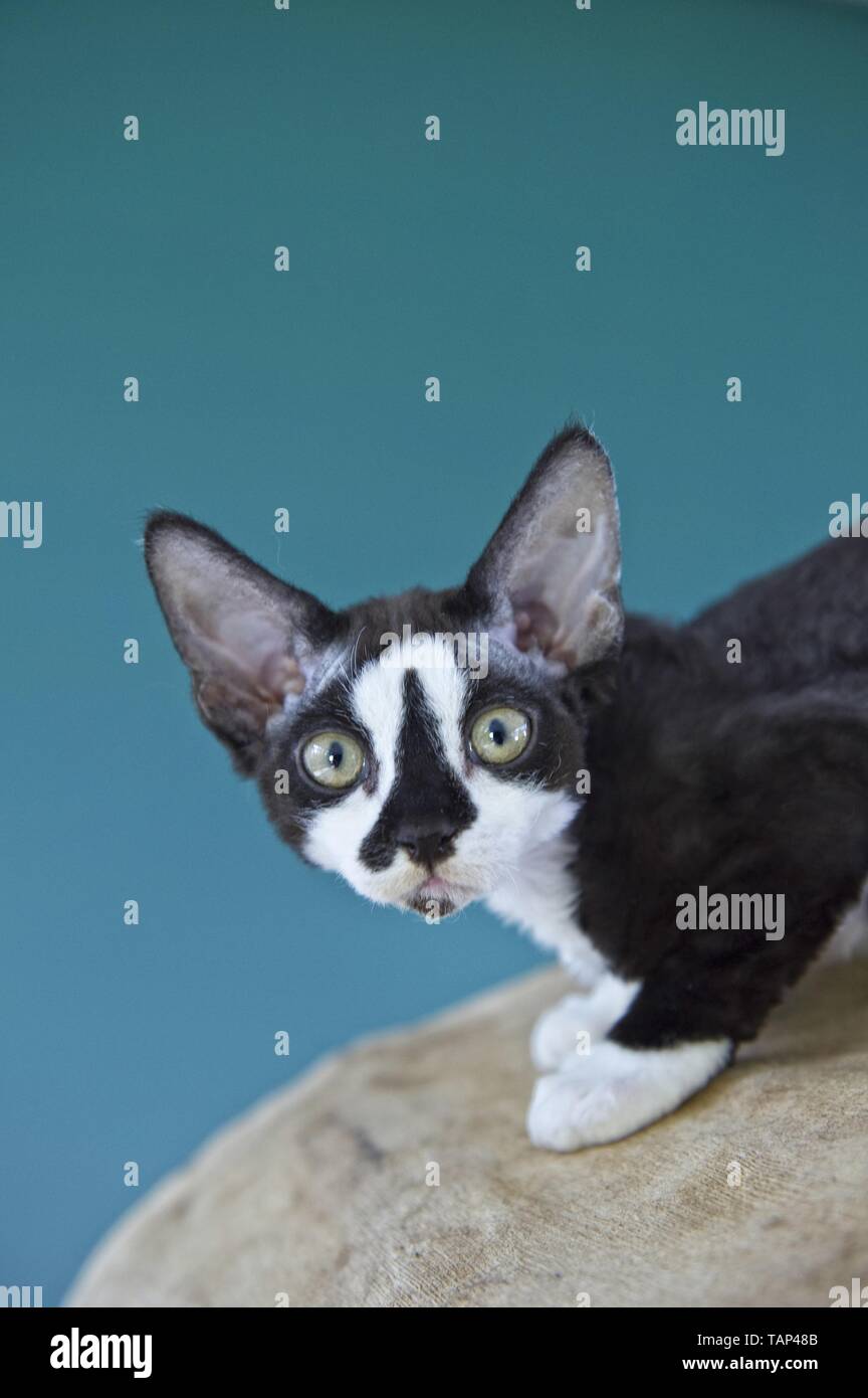 Devon Rex Stock Photo