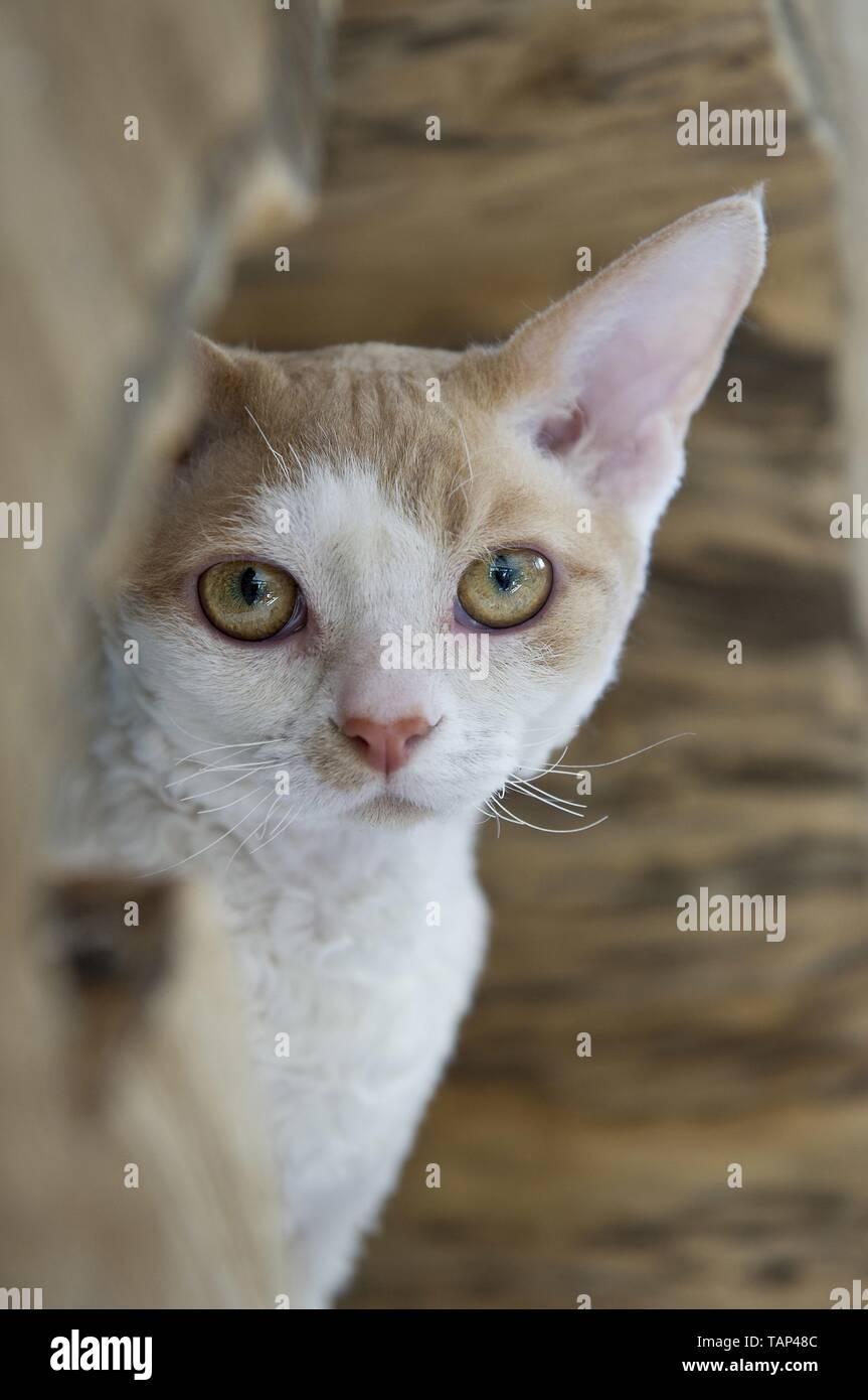 Devon Rex Portrait Stock Photo
