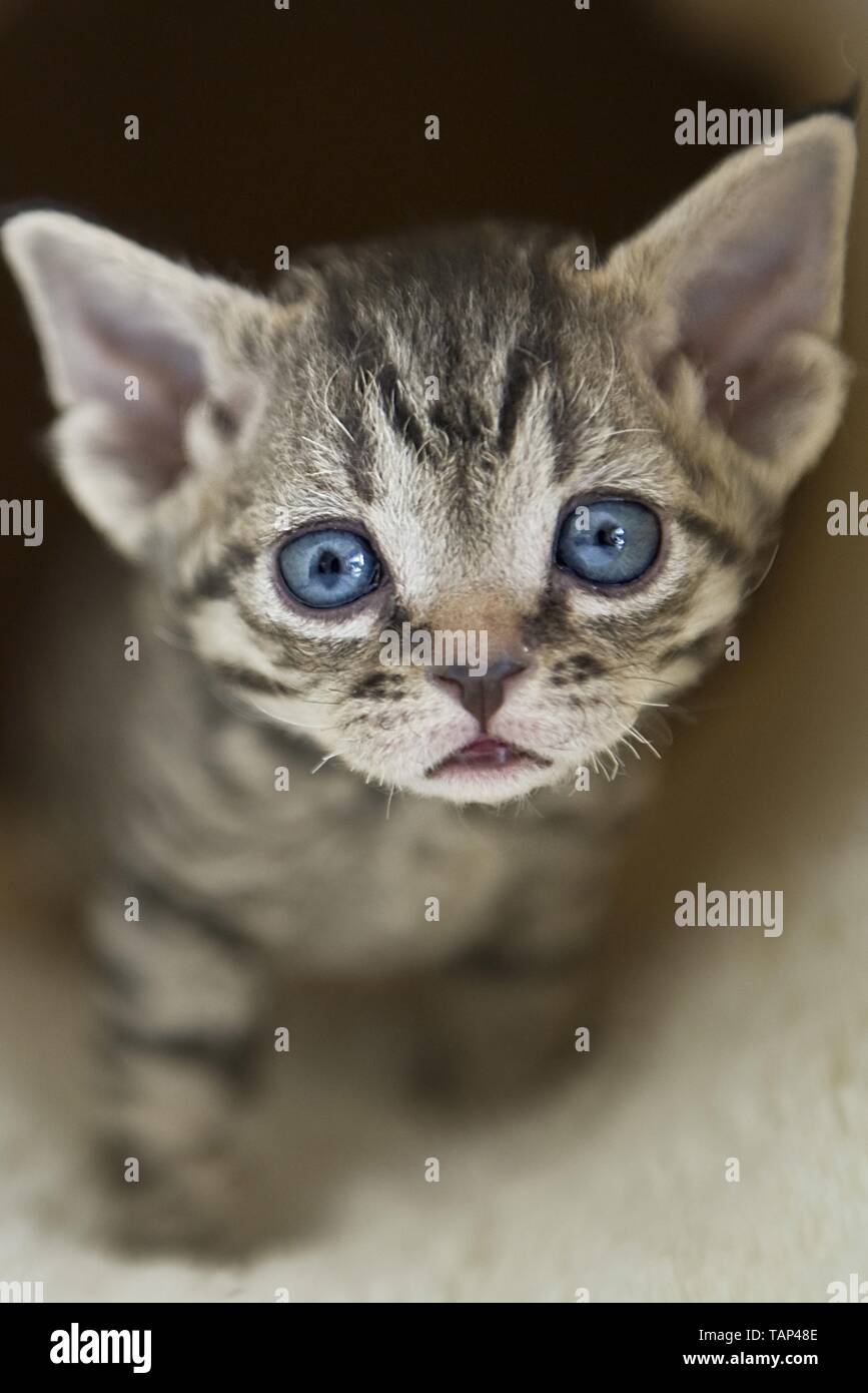 Devon Rex Kitten Stock Photo