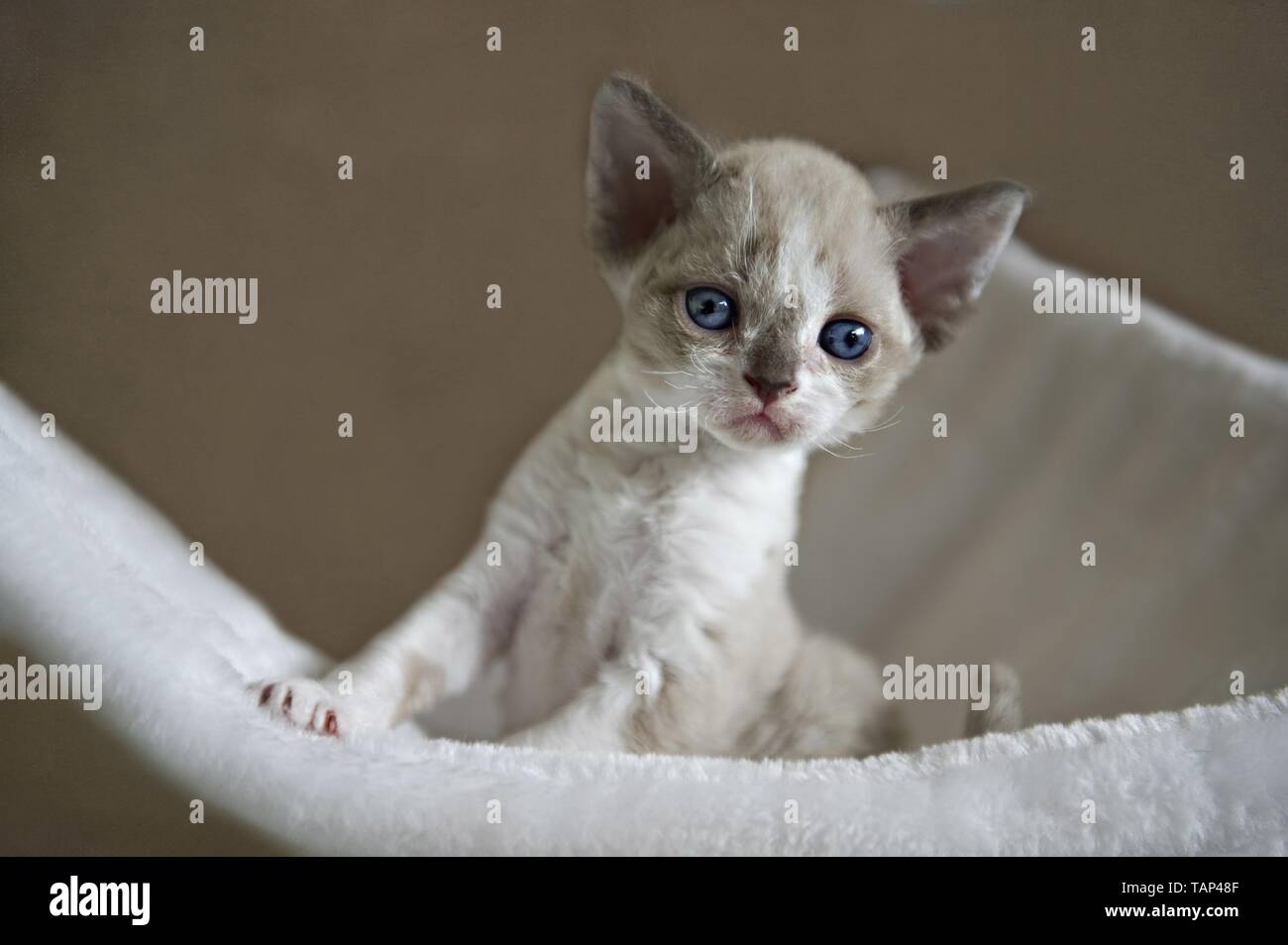 Devon Rex Kitten Stock Photo