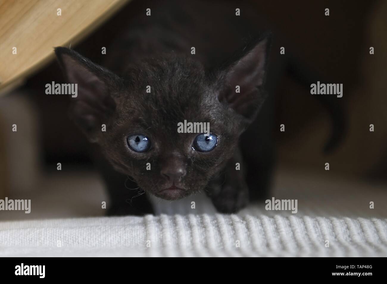 Devon Rex Kitten Stock Photo
