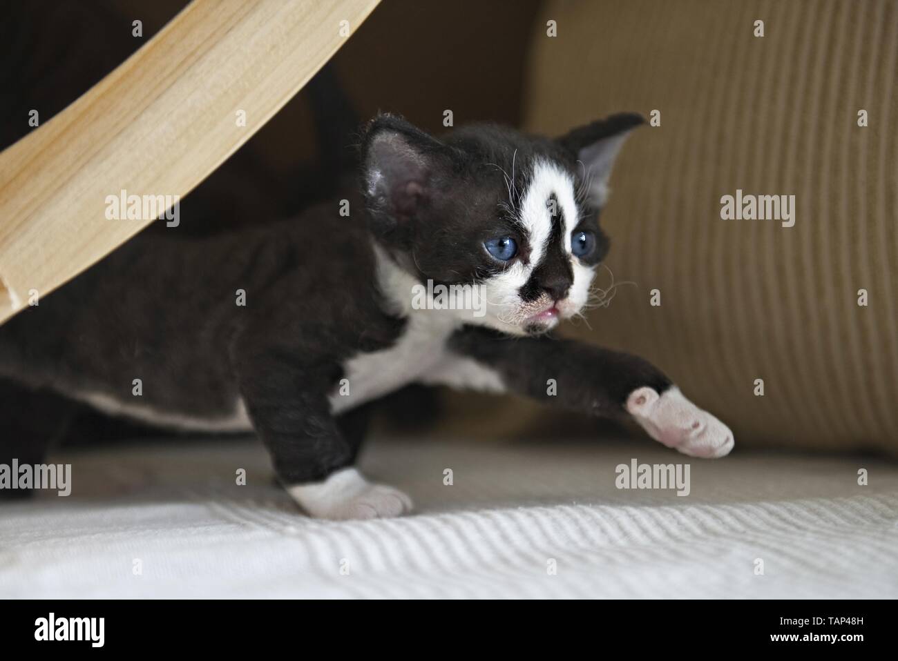 Devon Rex Kitten Stock Photo