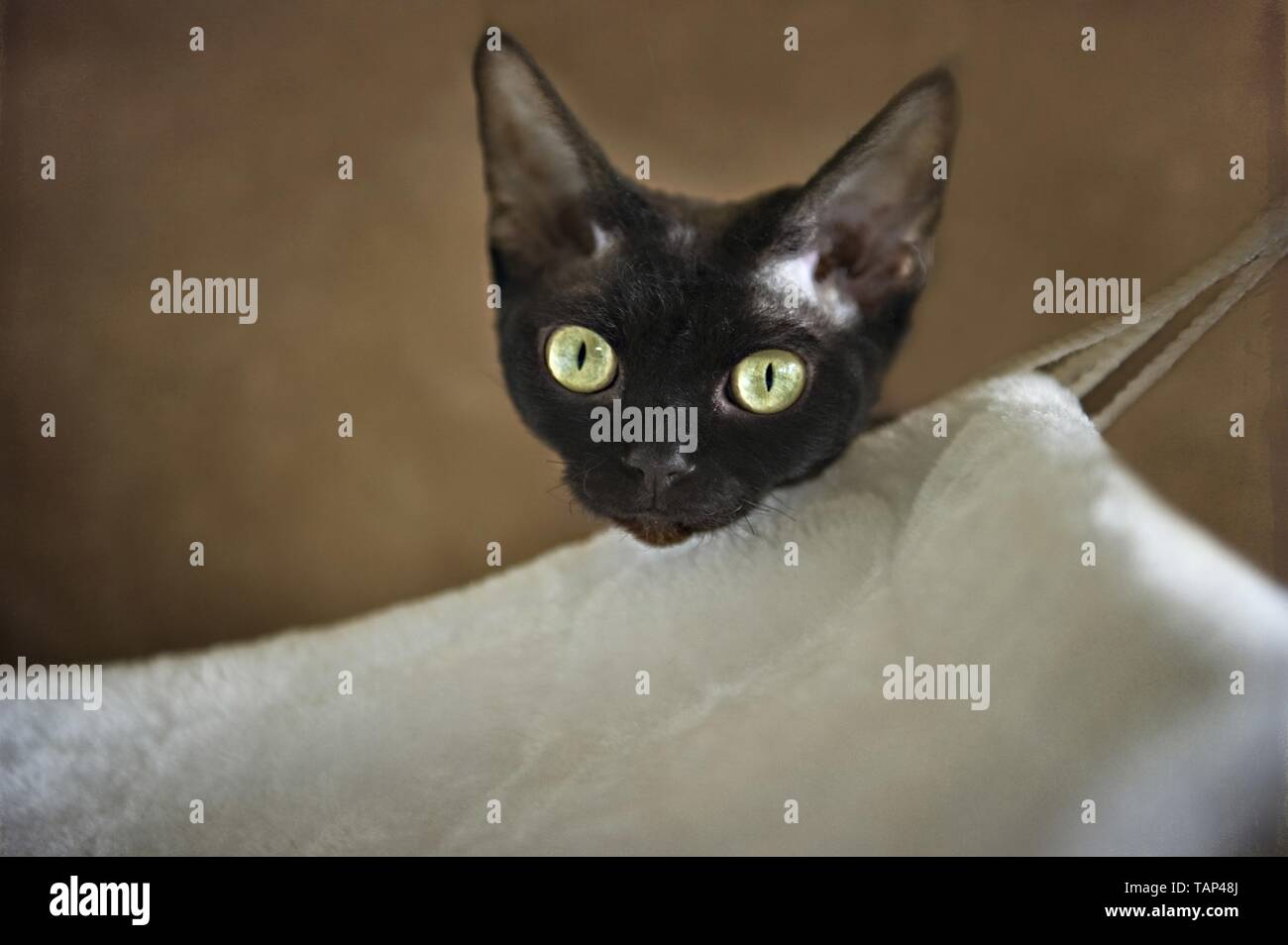 Devon Rex Portrait Stock Photo