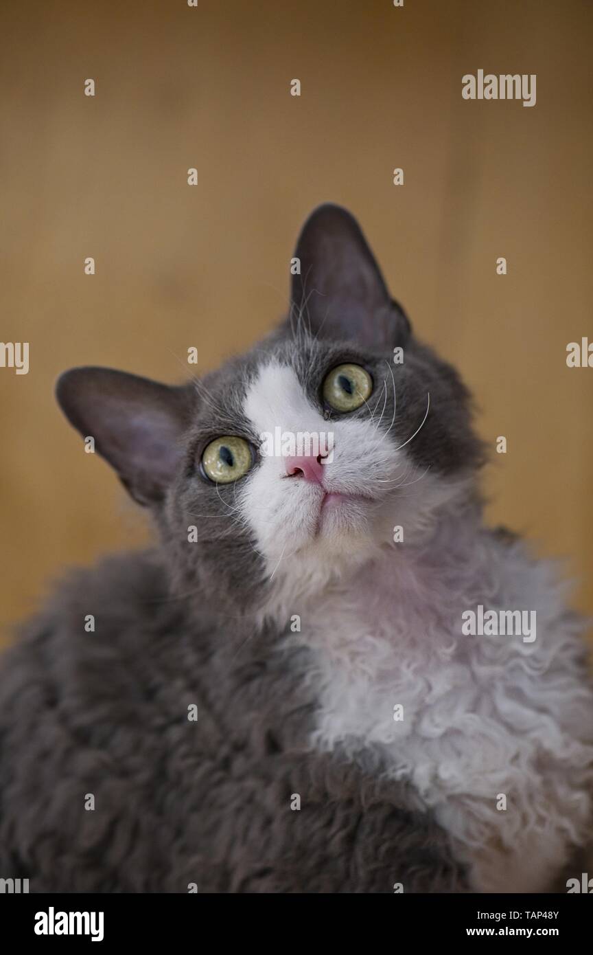 Devon Rex Portrait Stock Photo