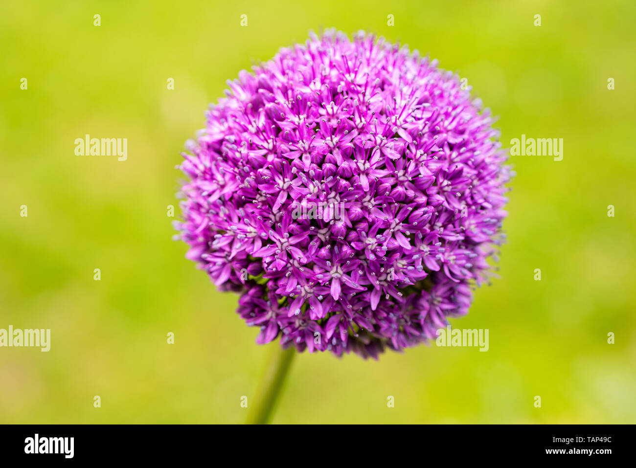 Giant onion flower head on blurred background Stock Photo Alamy