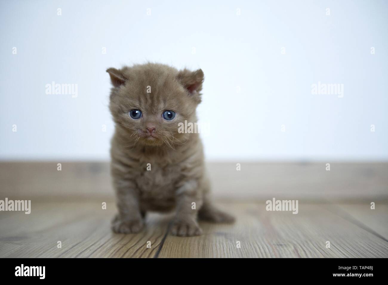 selkirk rex adoption