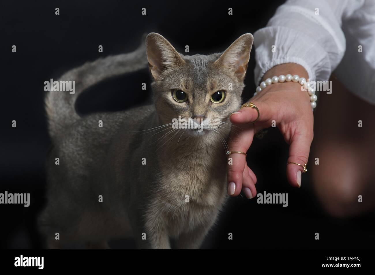 Hand hands fondle touch touching head hi-res stock photography and ...