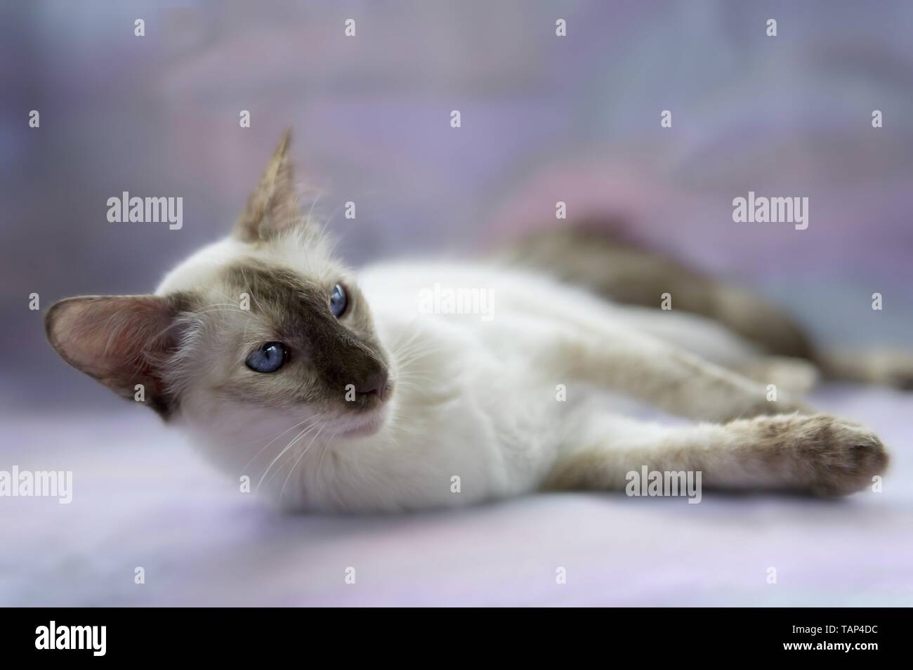 lying Balinese Cat Stock Photo