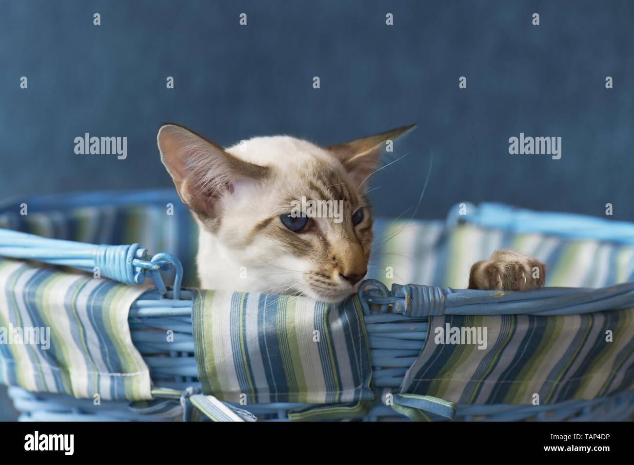 Balinese Cat Portrait Stock Photo