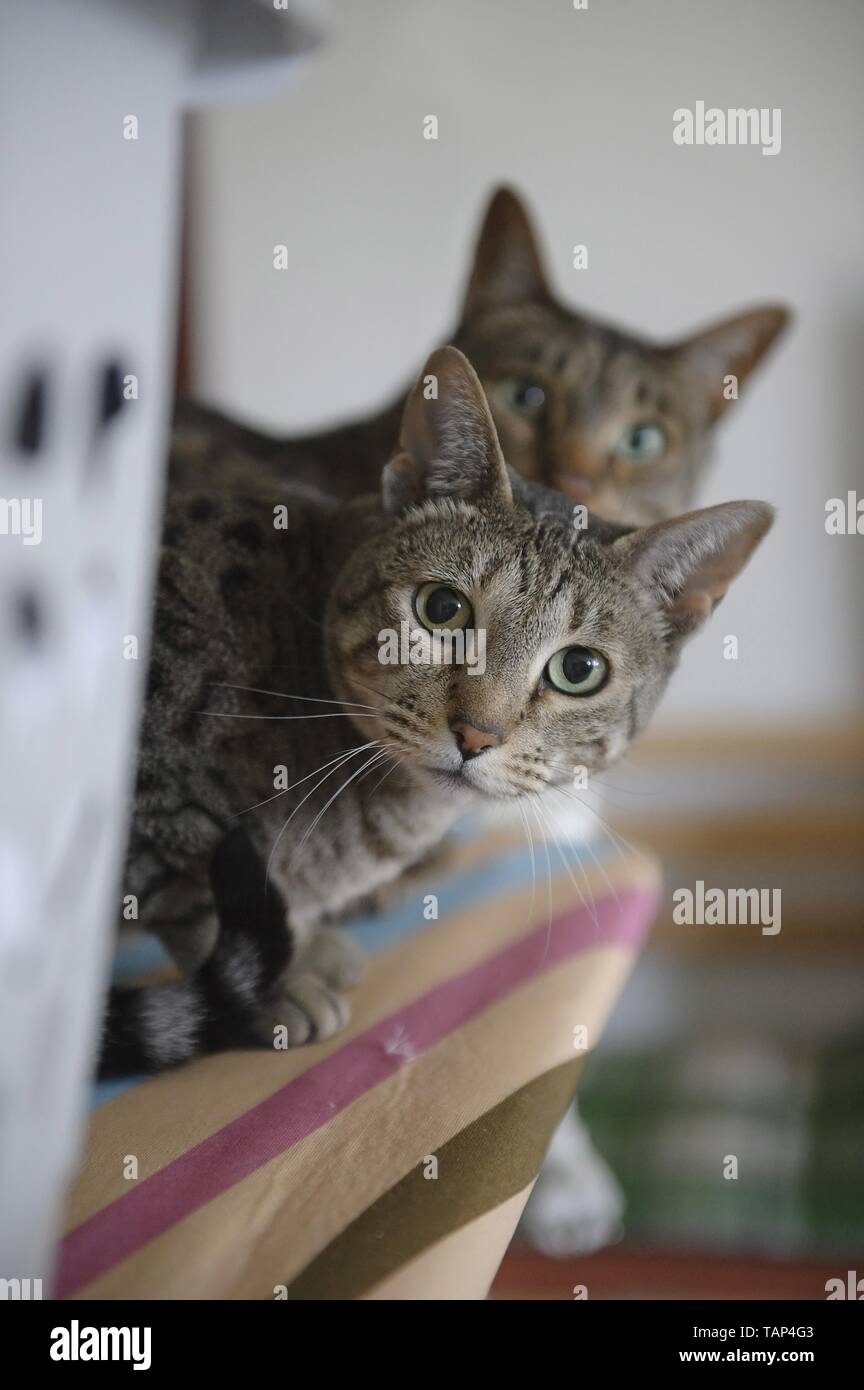 Kanaani Cats Stock Photo Alamy
