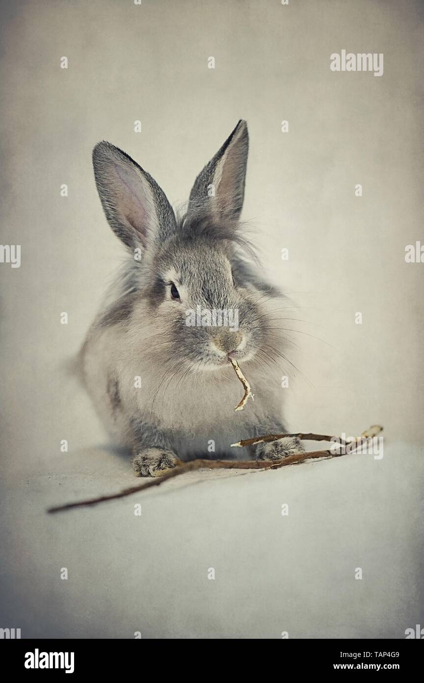 rabbit Stock Photo
