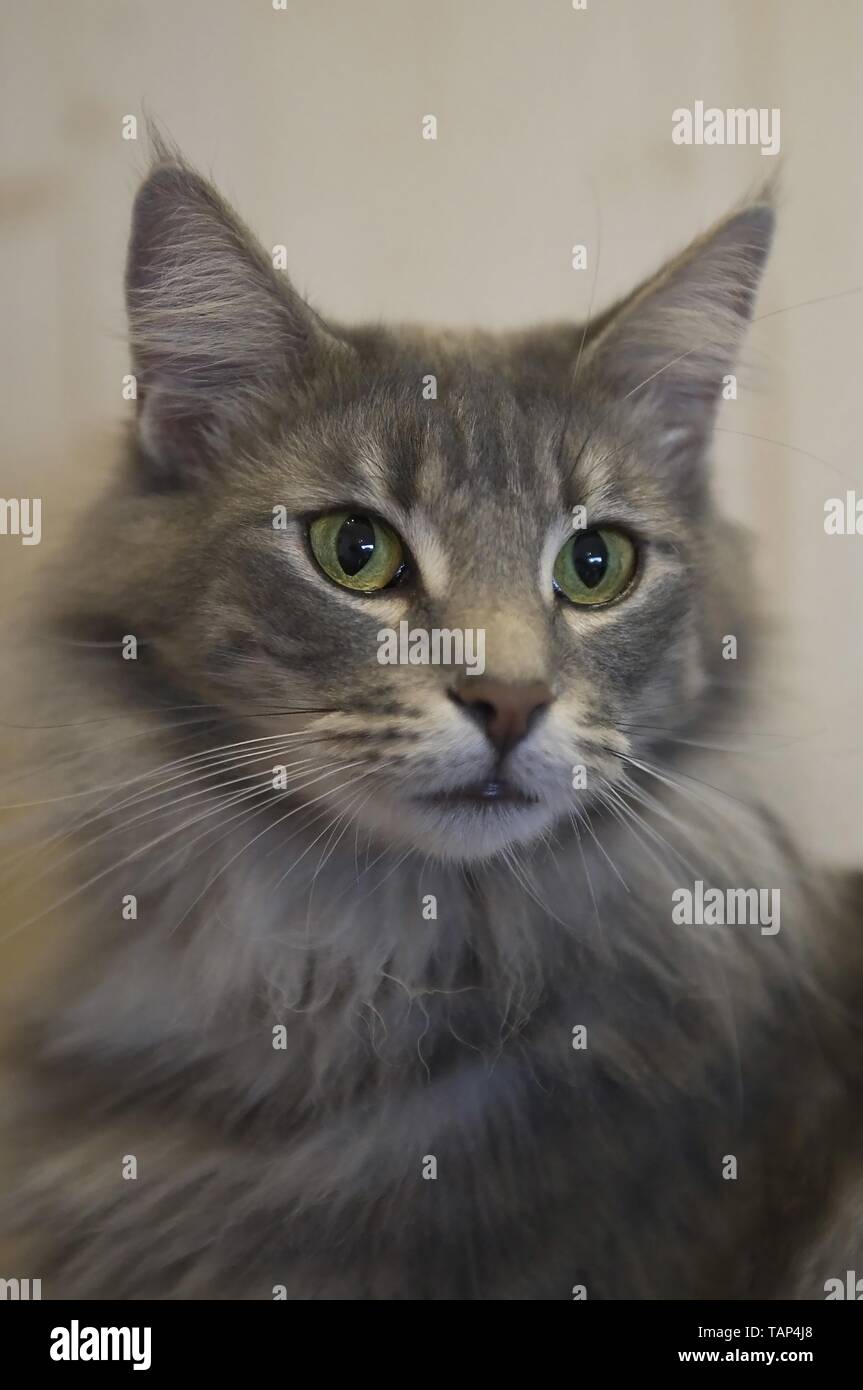 Norwegian Forest Cat Portrait Stock Photo