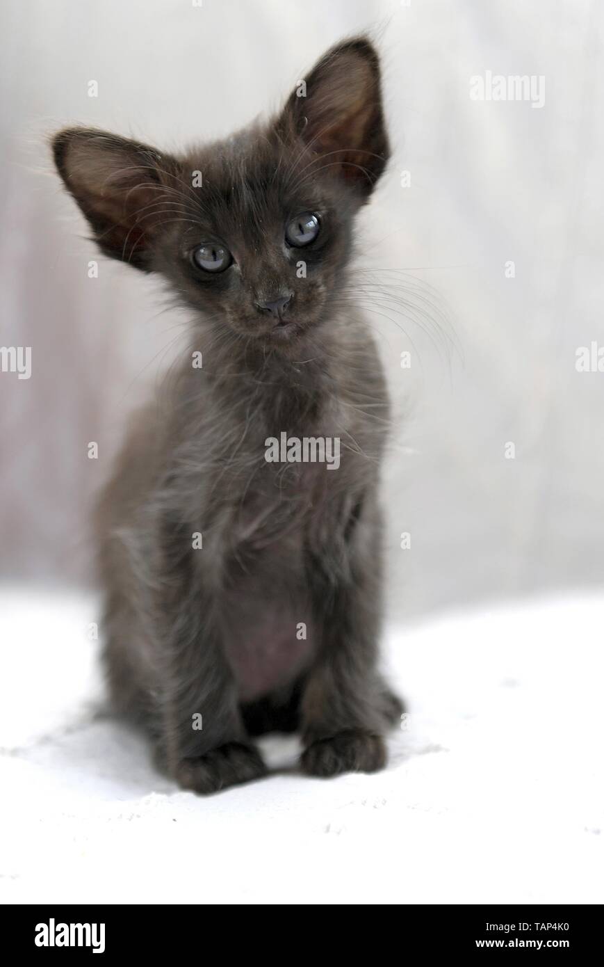 Oriental Longhair Kitten Stock Photo Alamy