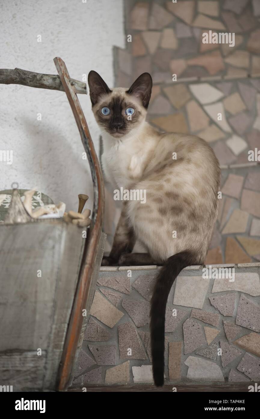 Bengal Cat in the apartment Stock Photo Alamy