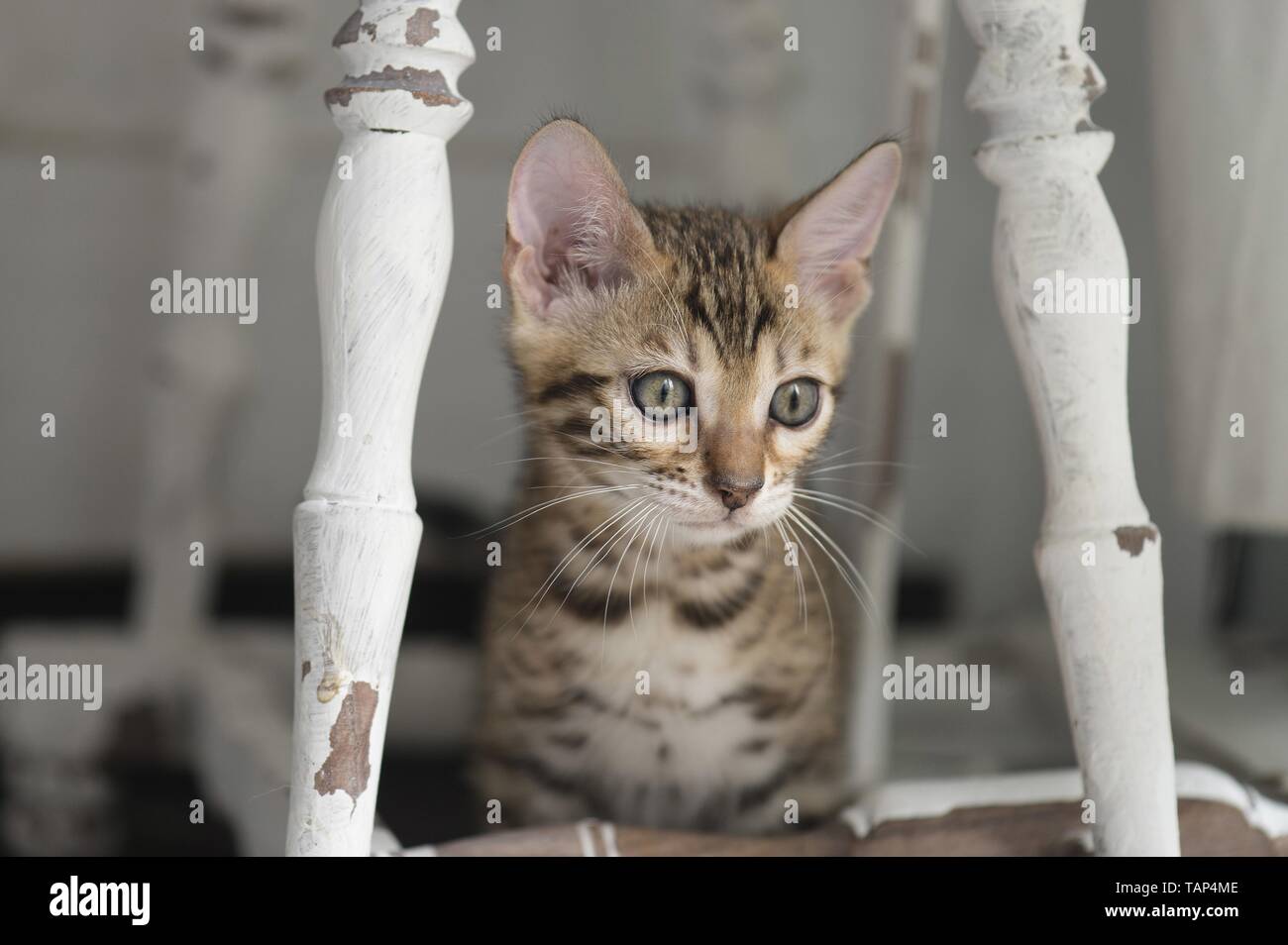 Bengal Cat in the apartment Stock Photo Alamy