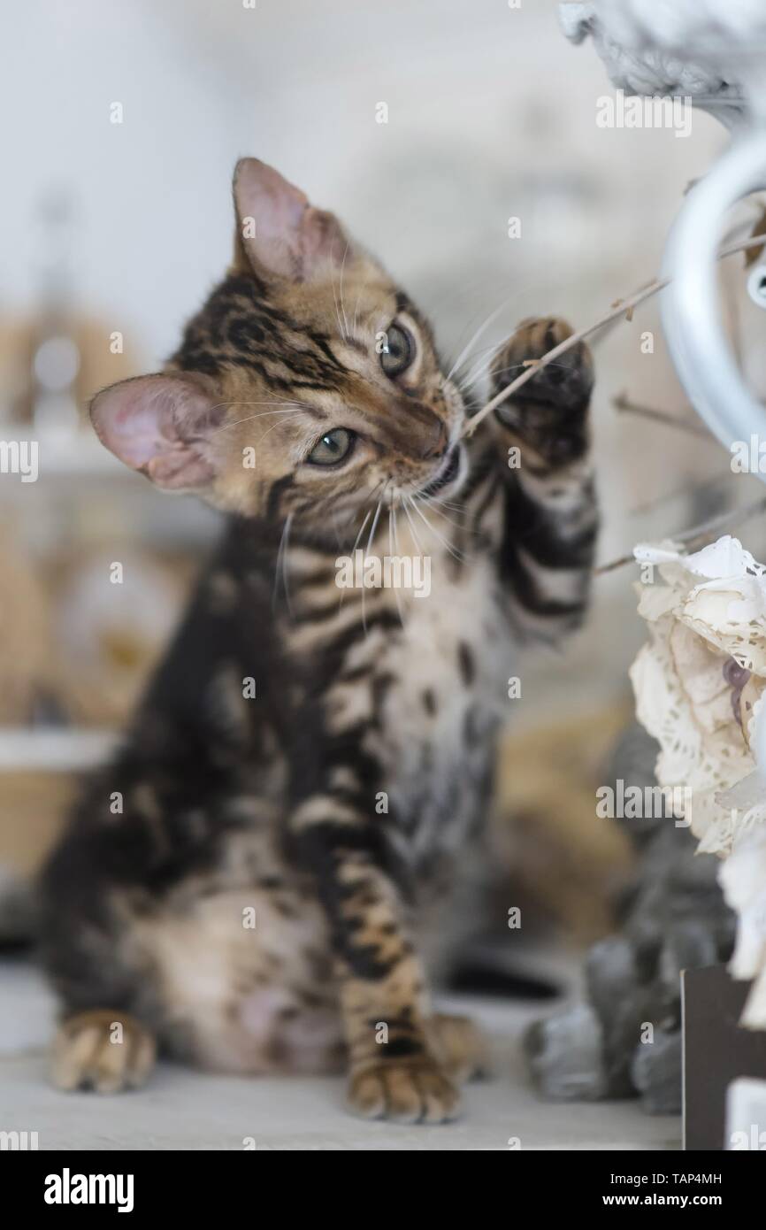 Bengal Cat in the apartment Stock Photo Alamy