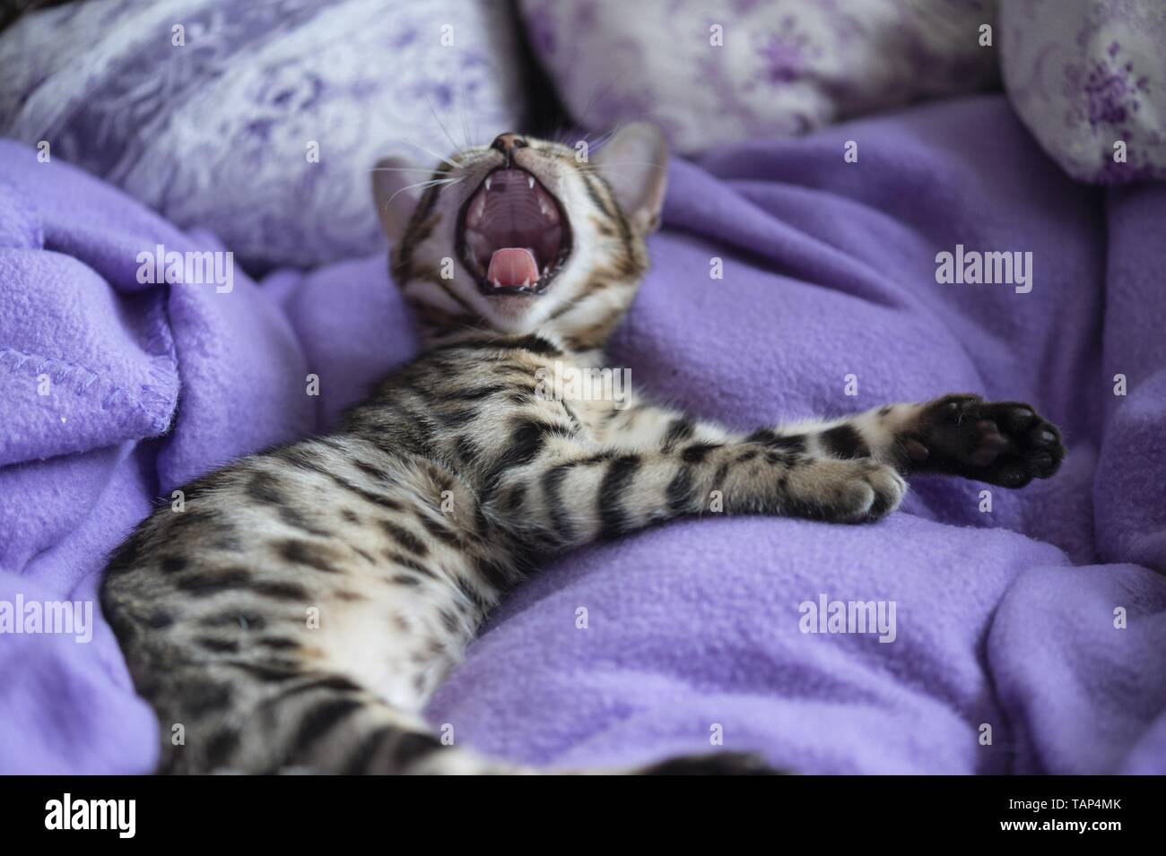 yawning Bengal Kitten Stock Photo