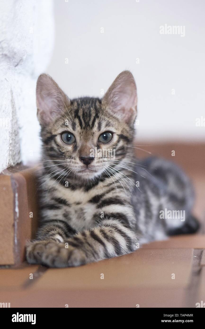 Bengal Cat in the apartment Stock Photo Alamy