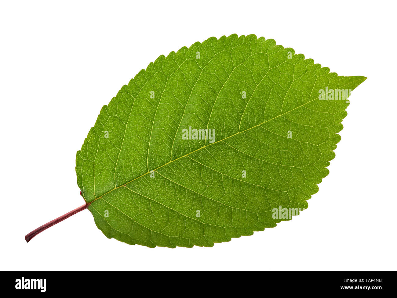 Cherry leaf isolated on white background Stock Photo
