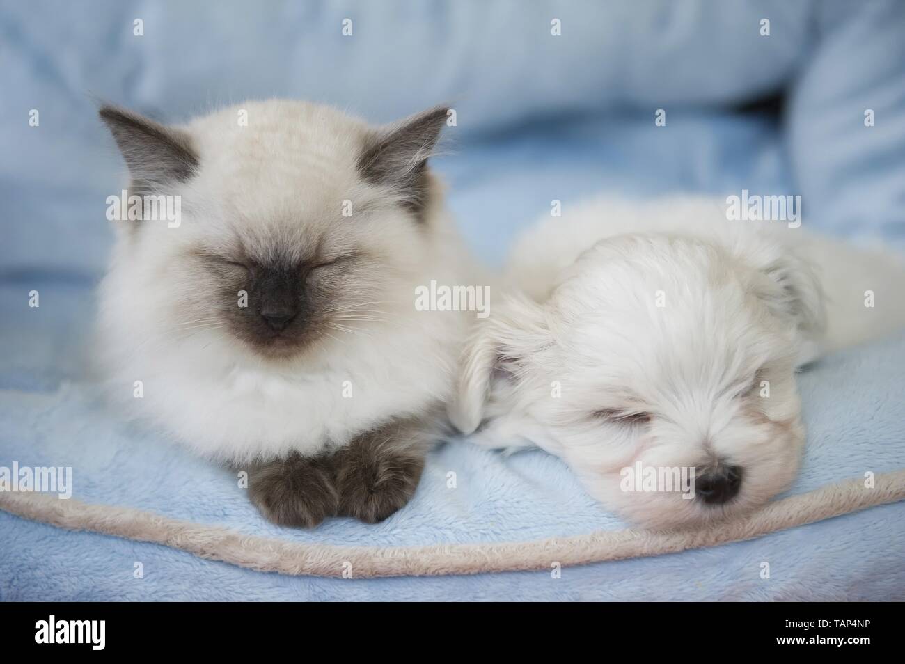 Ragdoll and Maltese Stock Photo