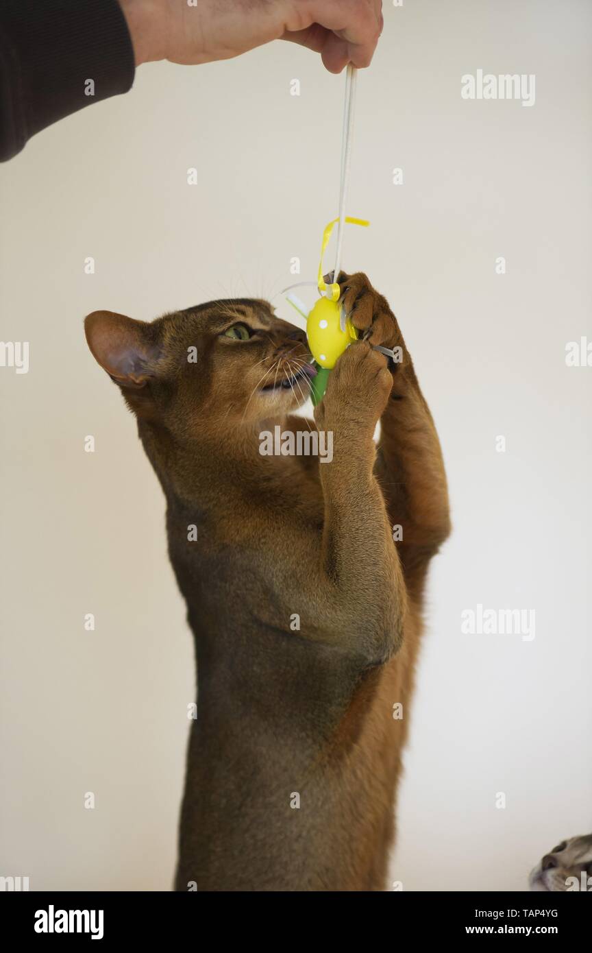 playing Abyssinian Stock Photo