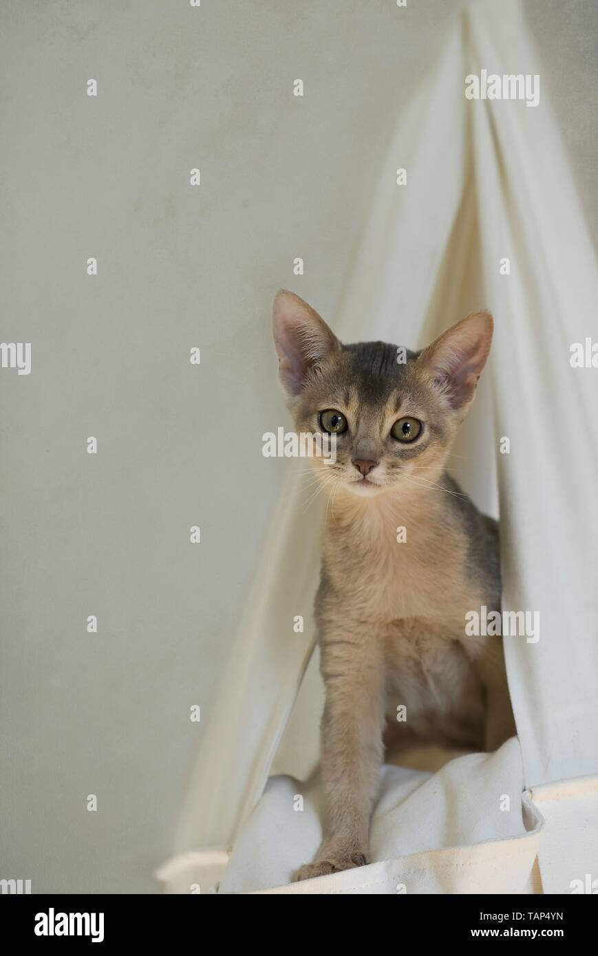 young Abyssinian Stock Photo