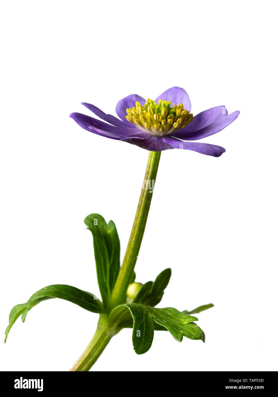Single,large blue flower and stem foliage of the compact, shade loving perennial, Anemone obtusiloba 'Big Blue', on a white background Stock Photo