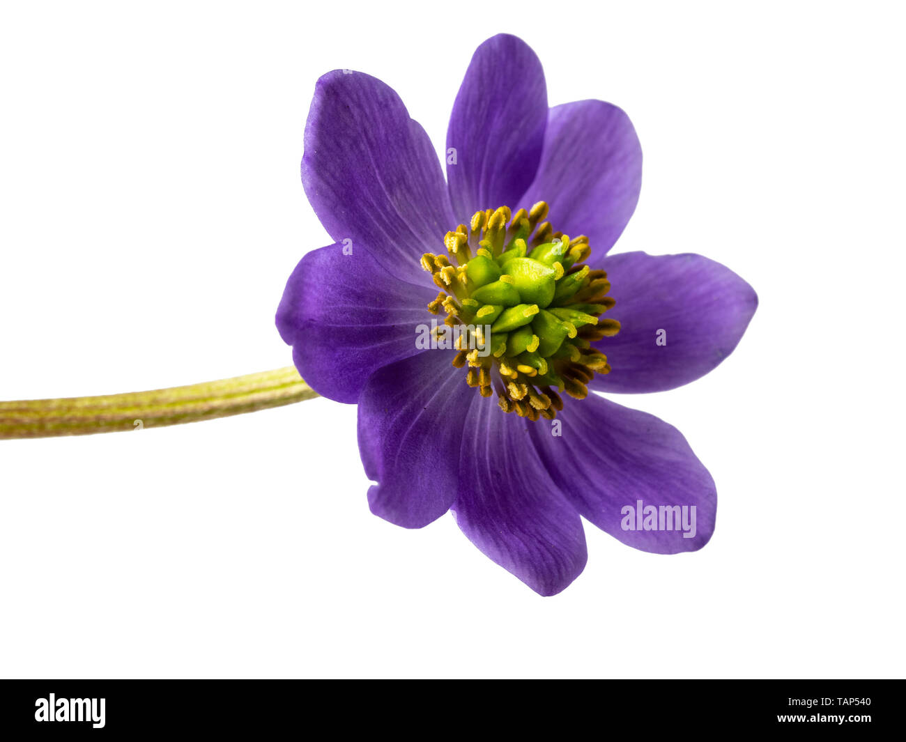 Single,large blue flower of the compact, shade loving perennial, Anemone obtusiloba 'Big Blue', on a white background Stock Photo