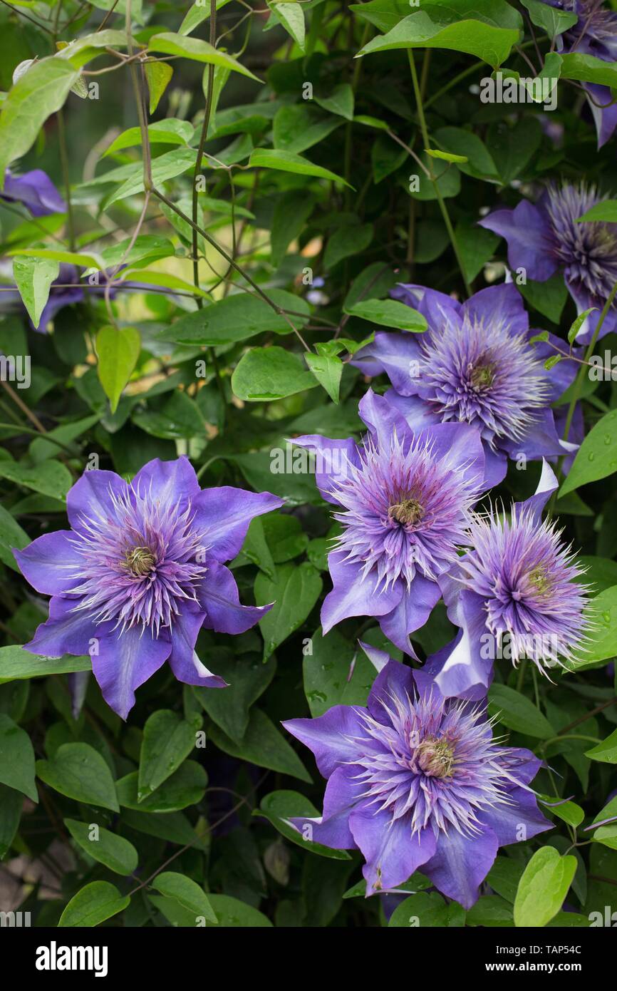 Clematis 'Multi Blue' at Schreiner's Iris Gardens in Salem, Oregon, USA. Stock Photo