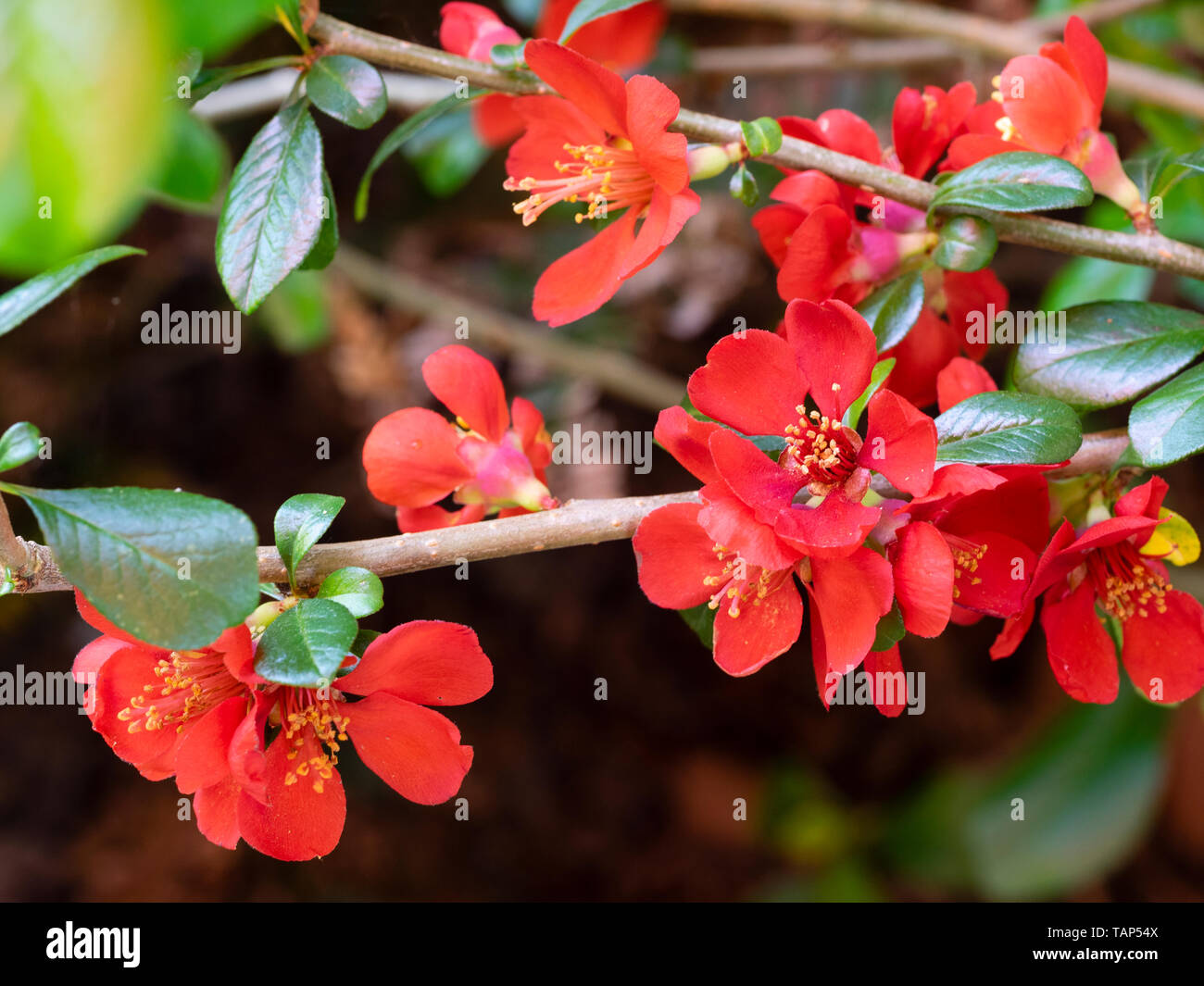 Red spring flowers of the hardy deciduous Japanese quince shrub, Chaenomeles x superba 'Crimson and Gold' Stock Photo