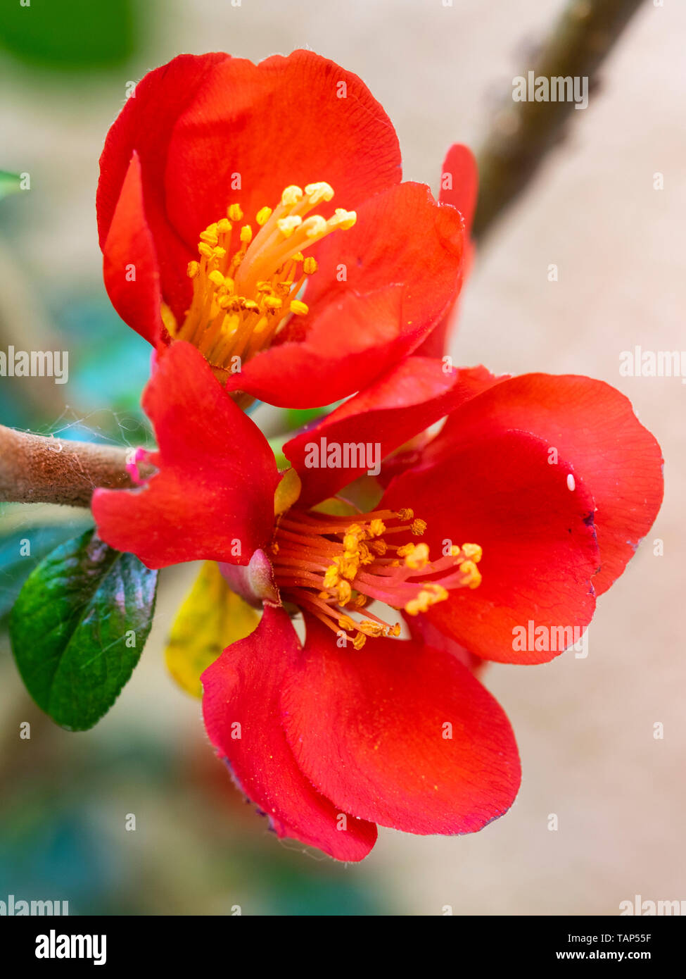 Red spring flowers of the hardy deciduous Japanese quince shrub, Chaenomeles x superba 'Crimson and Gold' Stock Photo