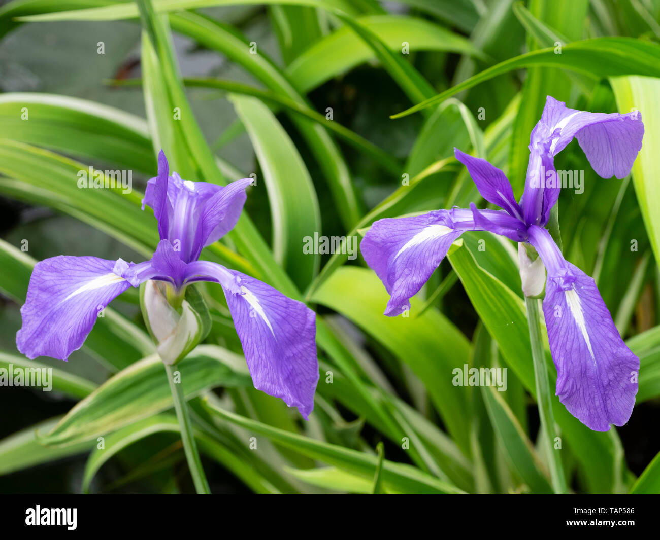 Variegated Iris High Resolution Stock Photography and Images - Alamy
