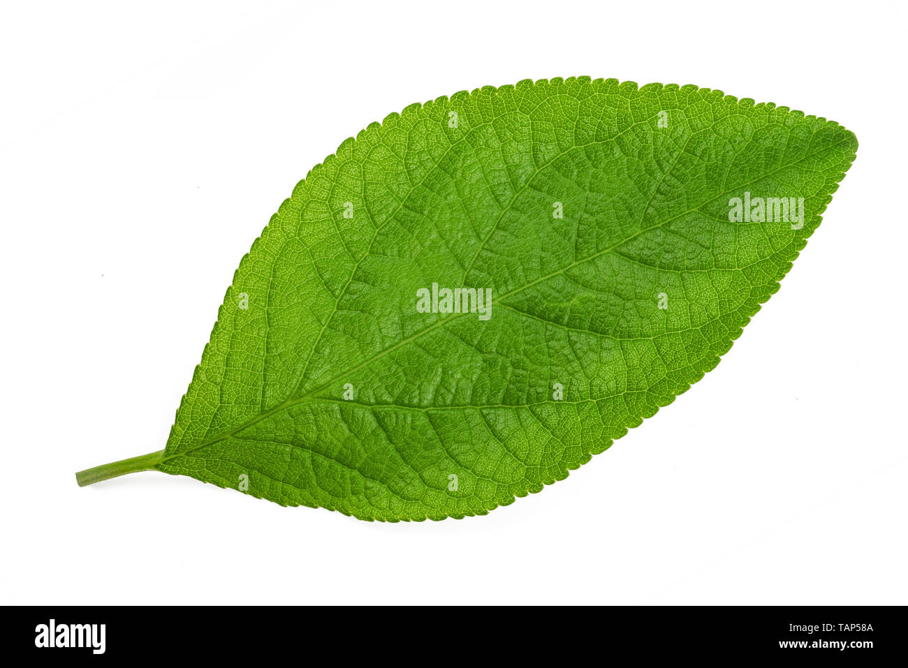 Plum leaf isolated on white background Stock Photo