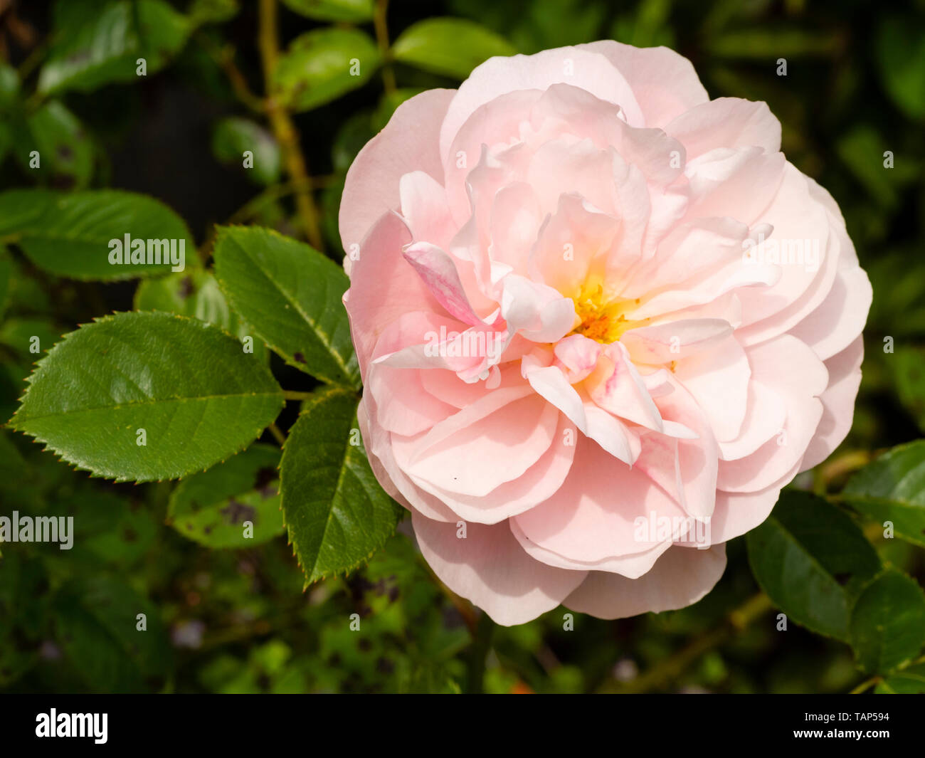 Single flower of the pale pink double floribunda rose, Rosa 'Natasha Richardson' Stock Photo