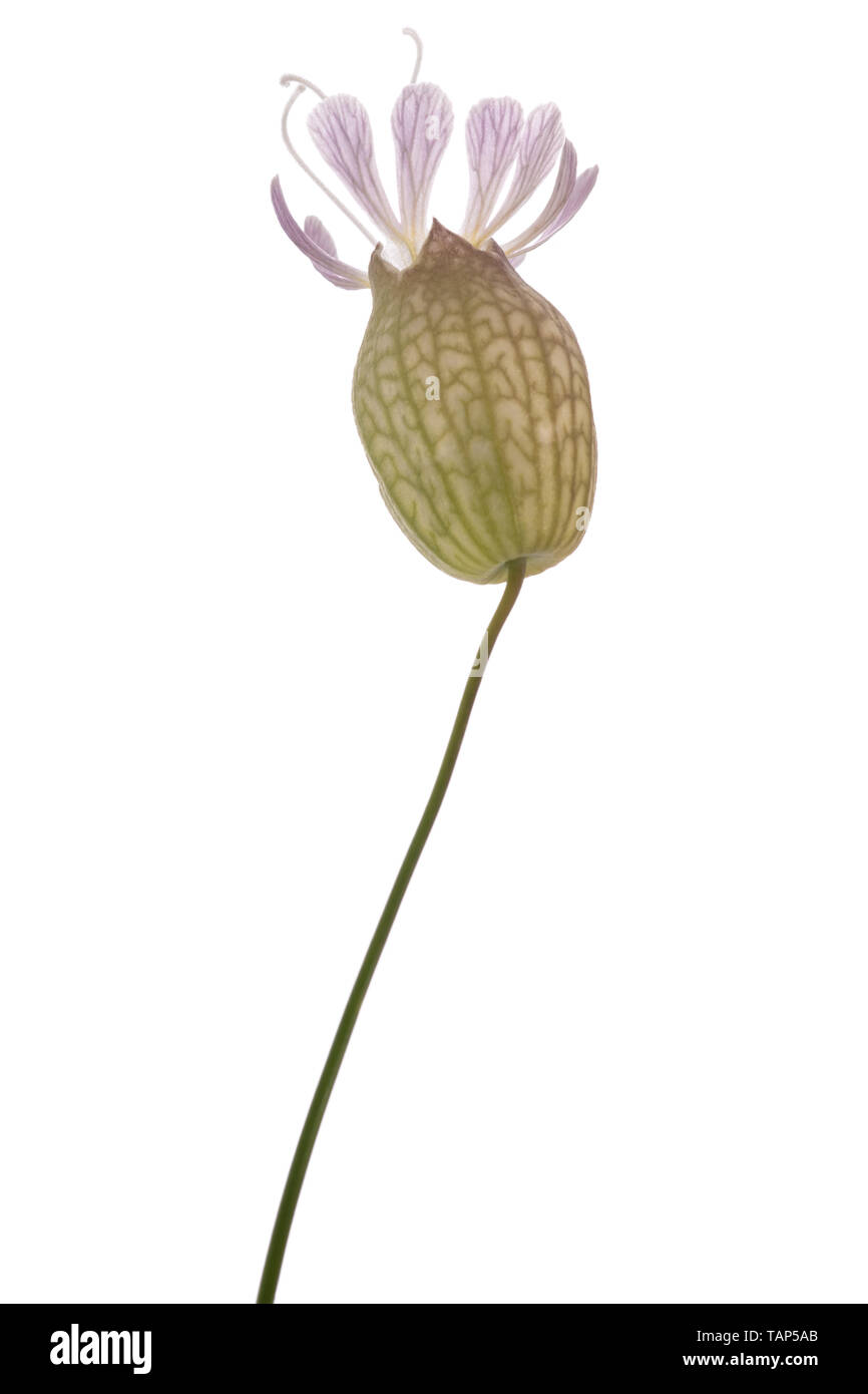 bladder campion flowers  isolated on white background Stock Photo