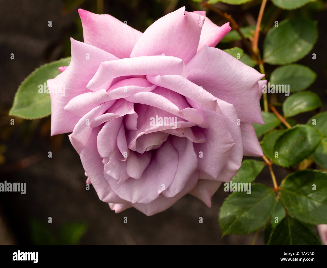 Single flower of the silvery-lilac hybrid tea rose, Rosa 'Twice in a Blue Moon' Stock Photo