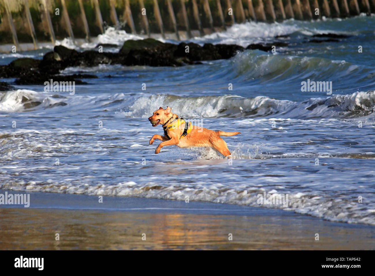 A dog playing catch, running out of the sea. It was probably too cold as well. Stock Photo
